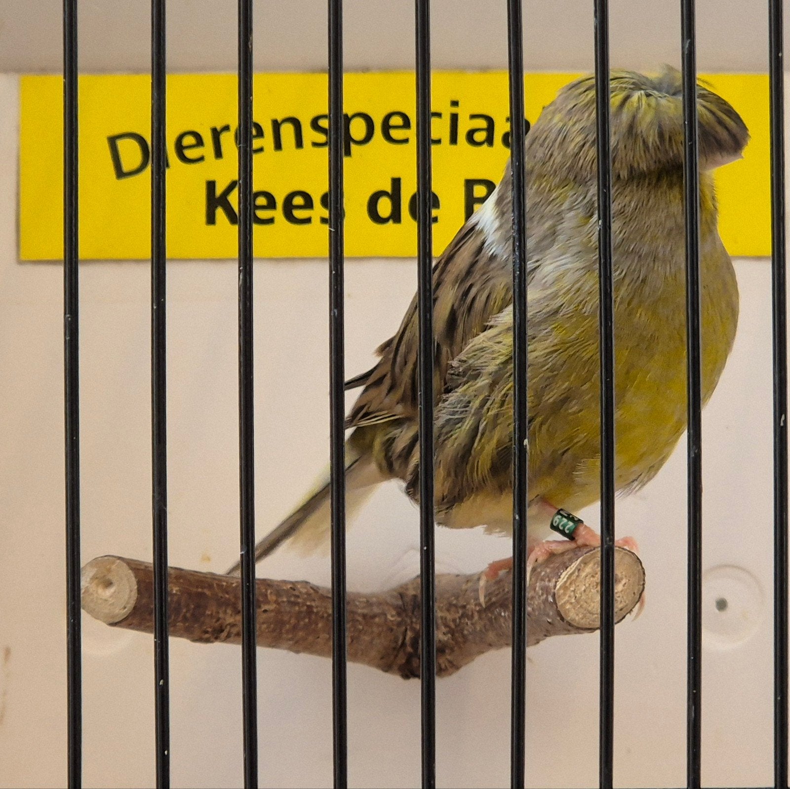goed zingende gloster kanarie man