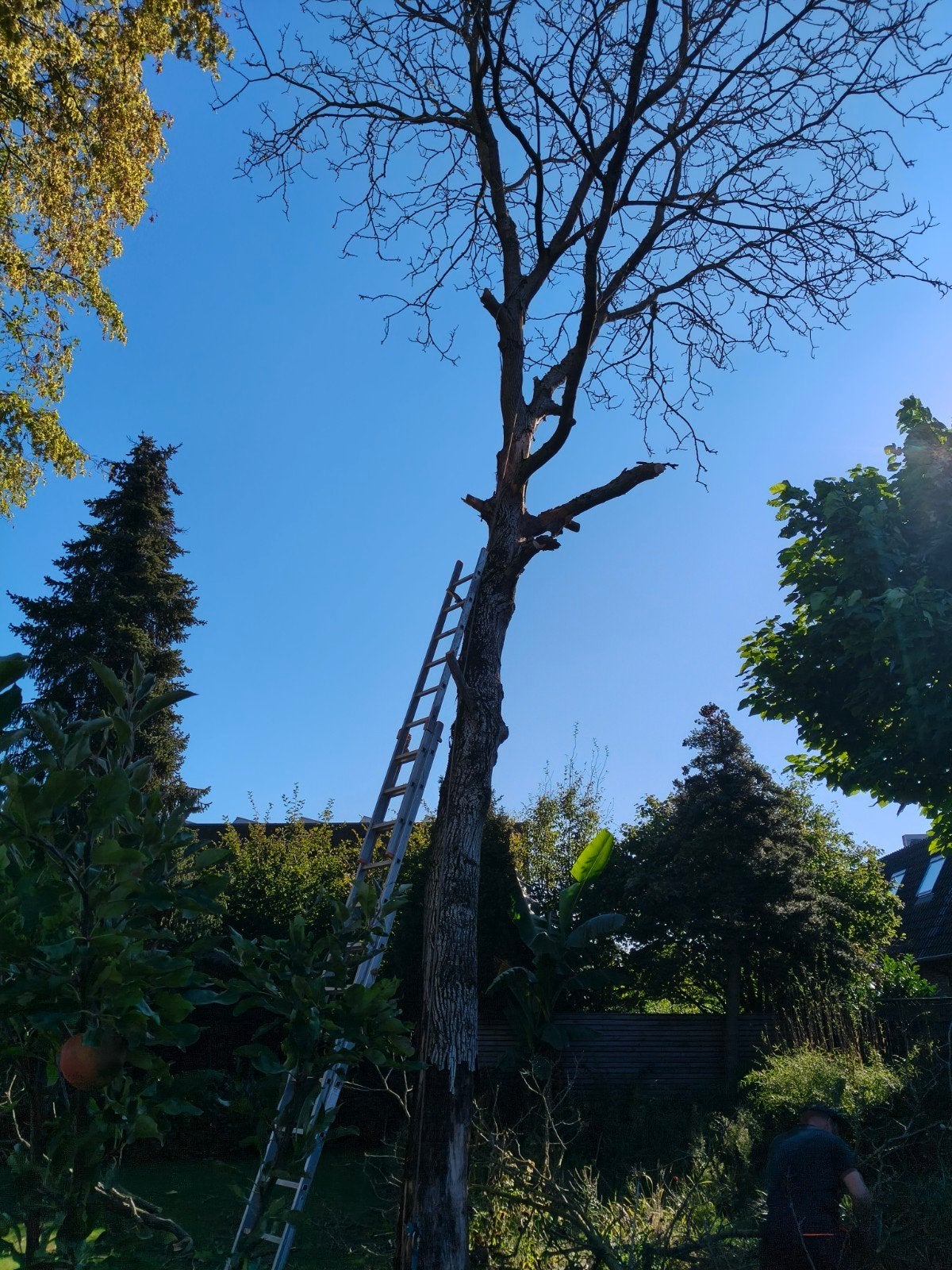 Notenboom stammen, 2 stuks, droog en niet rot, Ophalen, Overige houtsoorten, Minder dan 200 cm, Plank