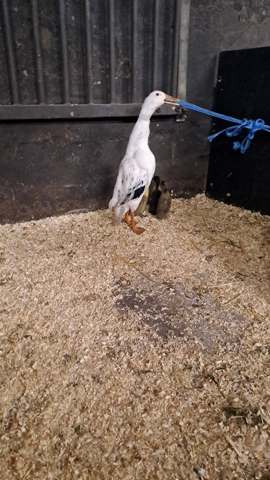 Loopeend met kuikens, Geslacht onbekend, Eend