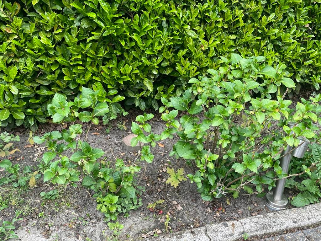 Hortensia planten voor uw tuin gratis!!, Ophalen, Hortensia, Minder dan 100 cm