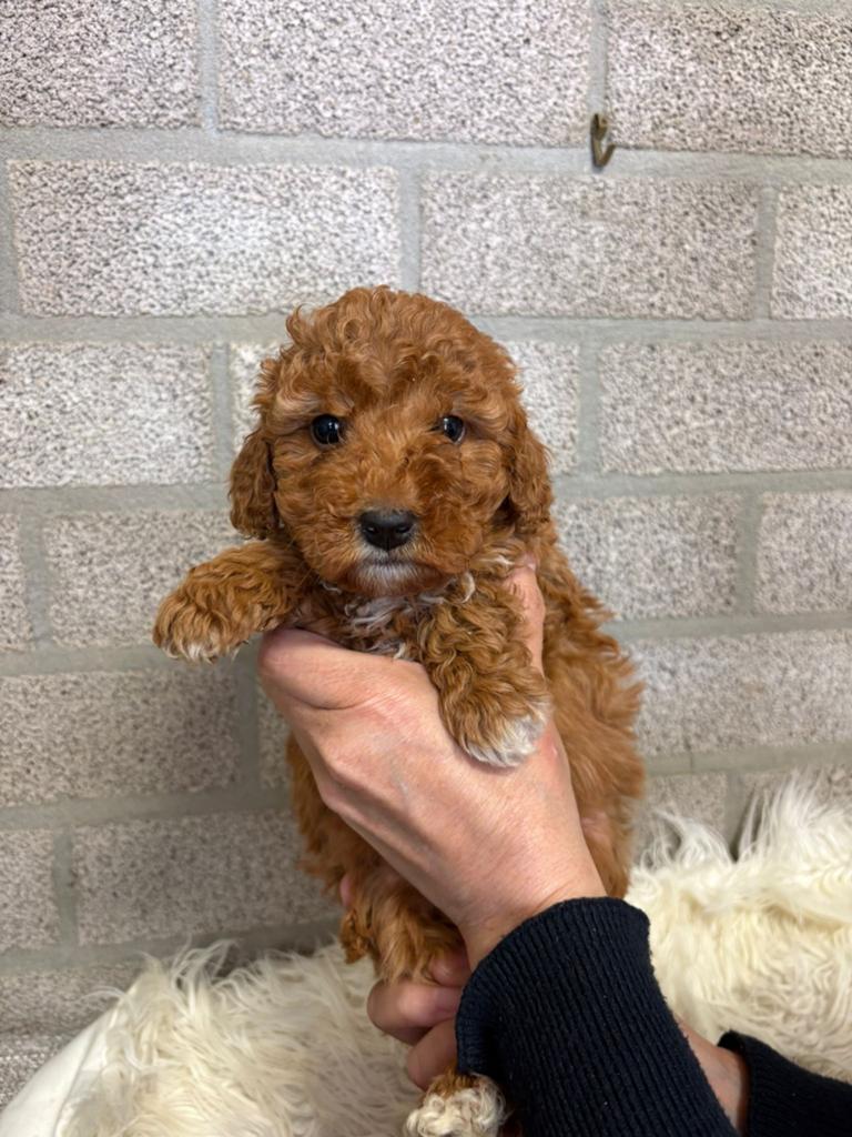 Toy/ Dwerg poedel pups, Dieren en Toebehoren, Honden | Chihuahua's en Gezelschapshonden, Meerdere dieren, Poedel, Fokker | Hobbymatig