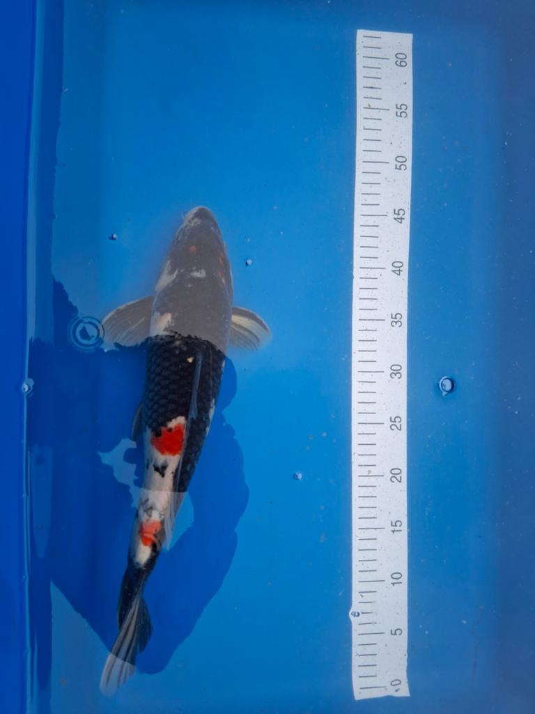 Koi Doitsu Kujaku 42 cm., Karper of Koi