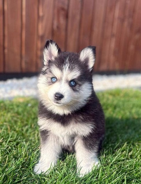F2 pomsky puppys mogen bijna verhuizen 🤍, Parvo, 8 tot 15 weken, Meerdere, Meerdere dieren