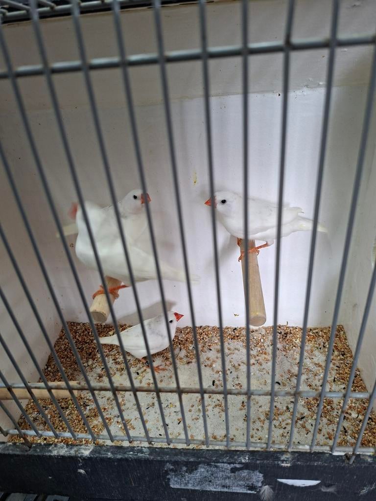 2 koppels witte zebravinken, Dieren en Toebehoren, Vogels | Overige Vogels, Meerdere dieren