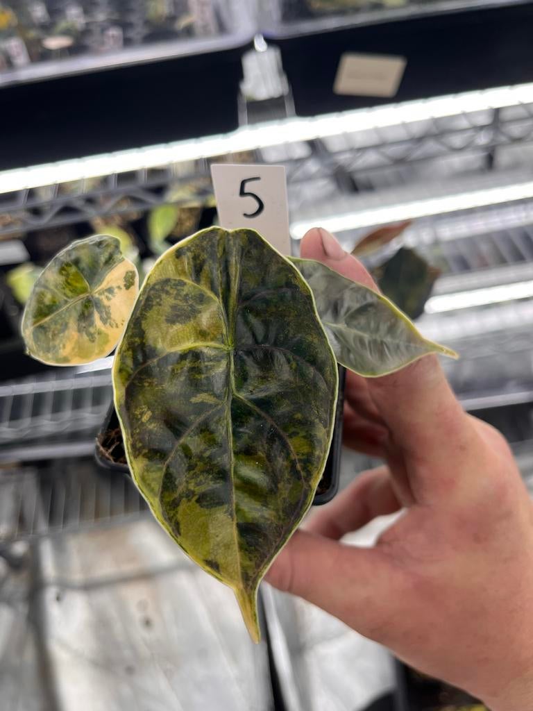 Alocasia Azlanii aurea variegata, Huis en Inrichting, Kamerplanten, Overige soorten, In pot, Minder dan 100 cm, Bloeiende kamerplant
