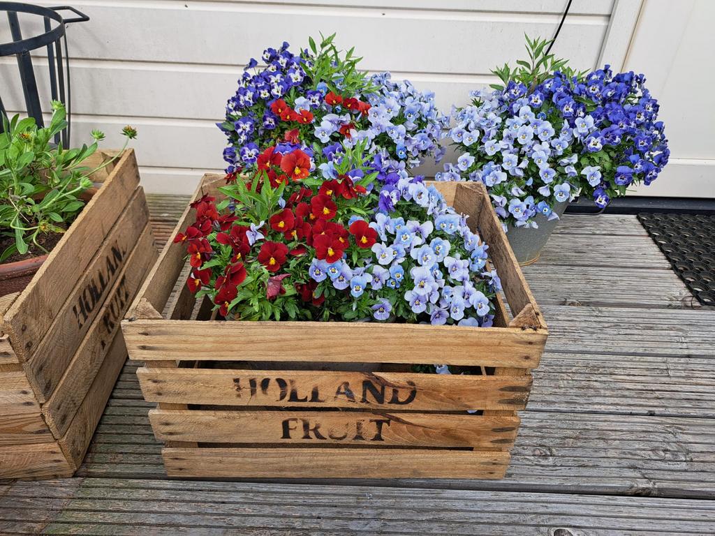 Veilingkisten Hollands fruit, Ophalen, Gebruikt, X, Hout