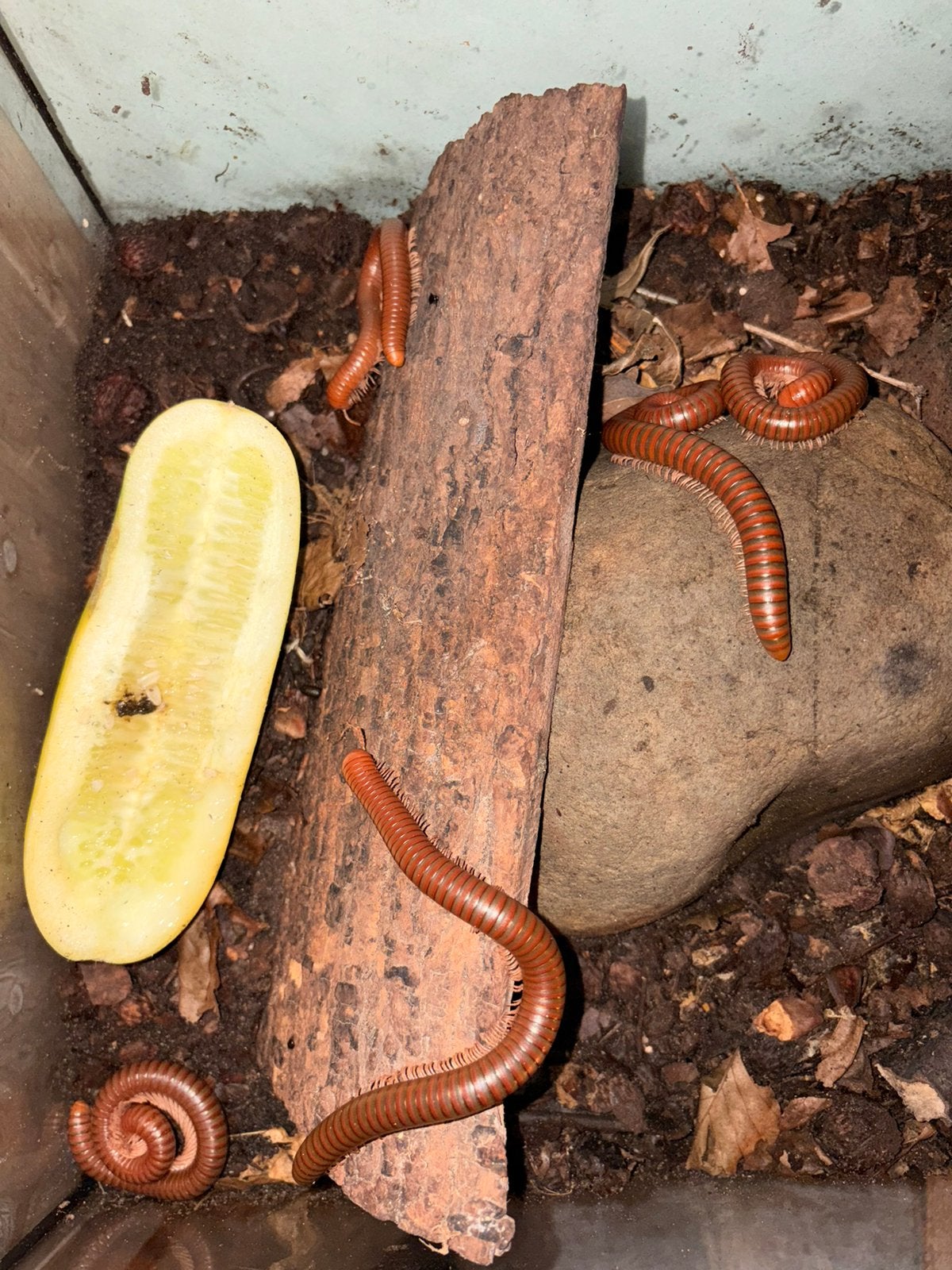 6 miljoenpoten, Dieren en Toebehoren, Reptielen en Amfibieën, 0 tot 2 jaar