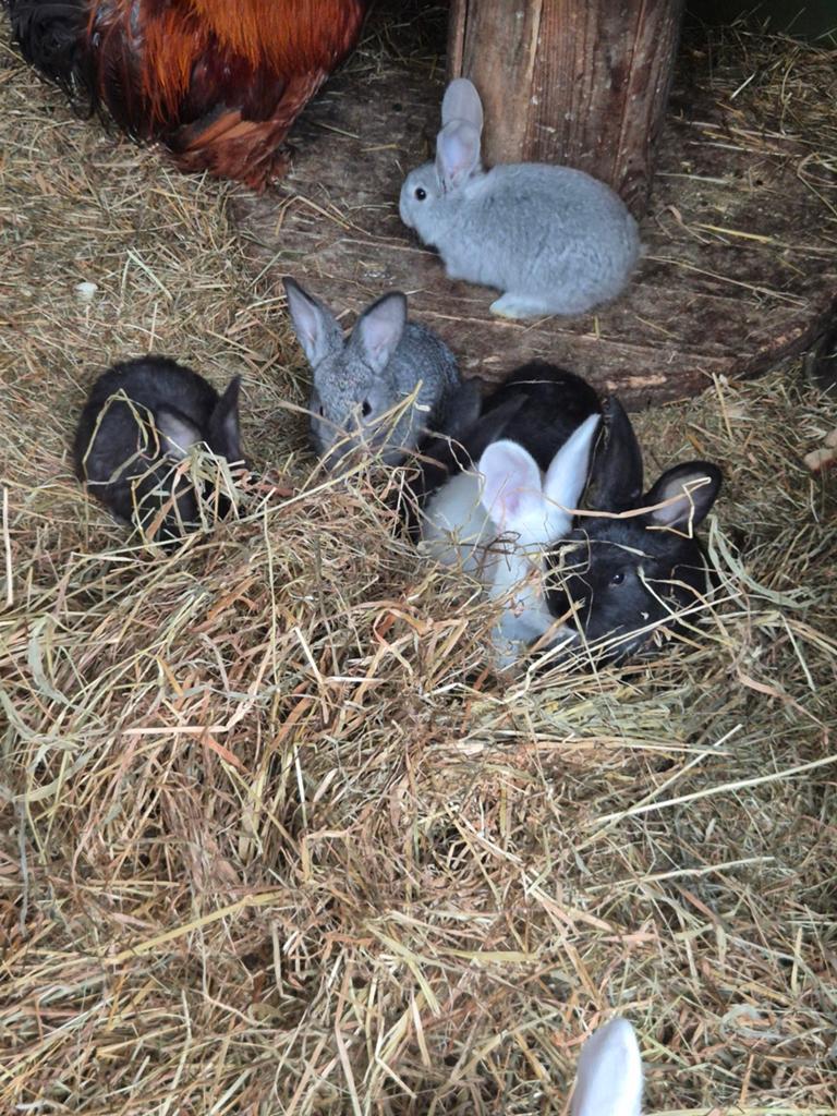 Mooi nestje konijntjes in verschillende kleuren, Dieren en Toebehoren, Konijnen, Meerdere dieren, Middelgroot, 0 tot 2 jaar