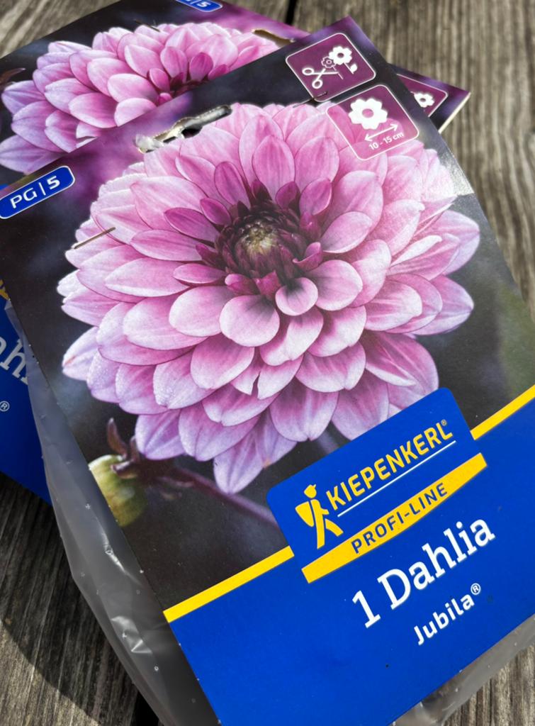 Dahlia bol, Ophalen of Verzenden, Volle zon, Knol