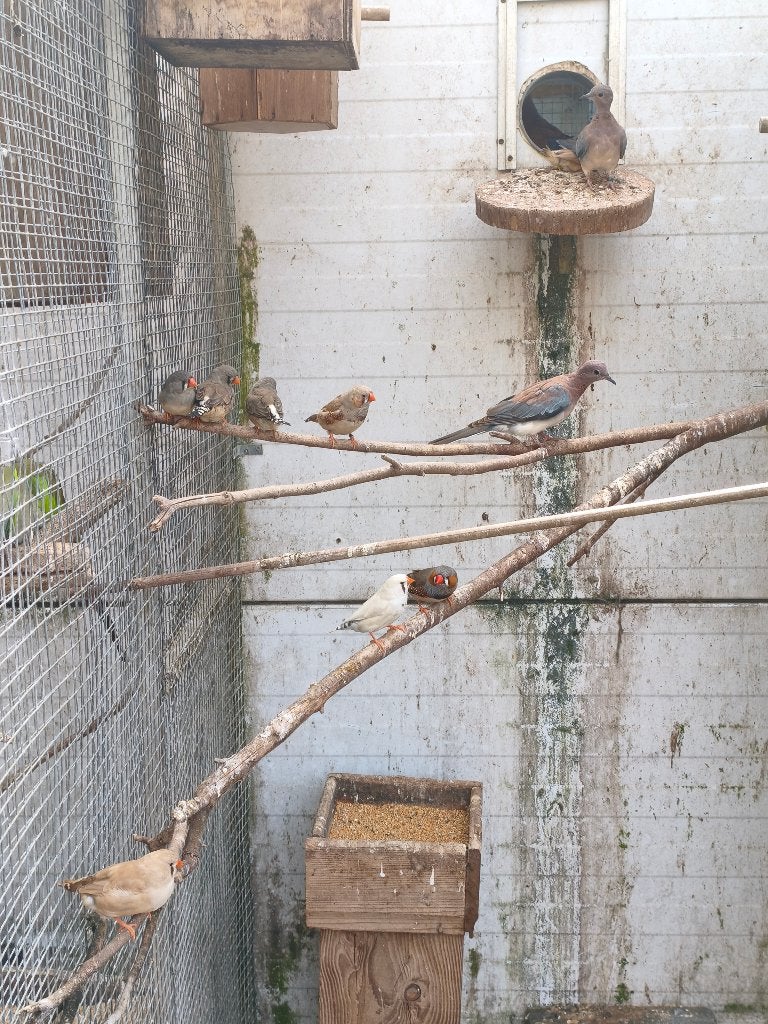 mooie forse zebravinken, Dieren en Toebehoren, Meerdere dieren, Tropenvogel