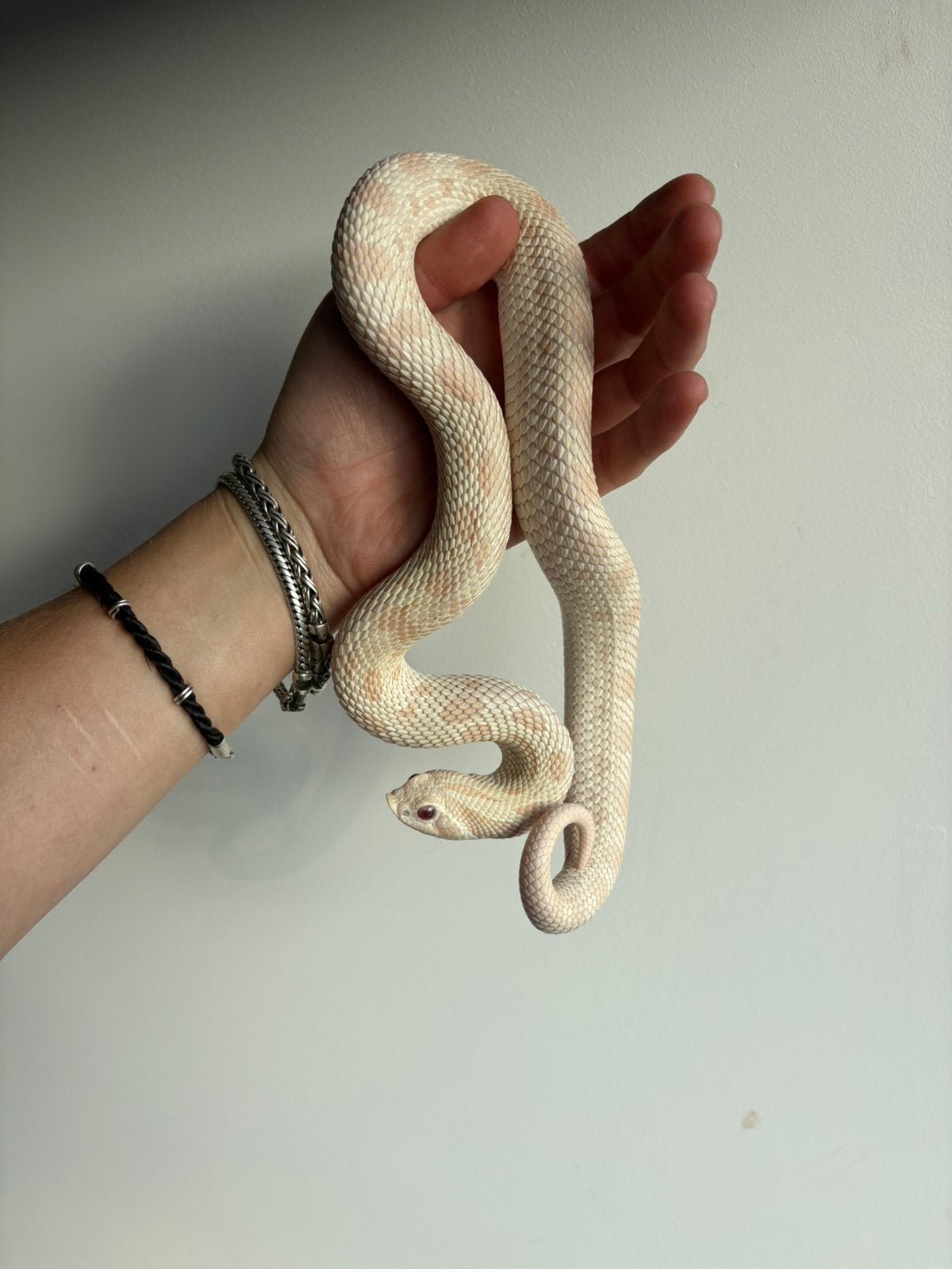Heterodon nasicus yeti, Slang, 0 tot 2 jaar