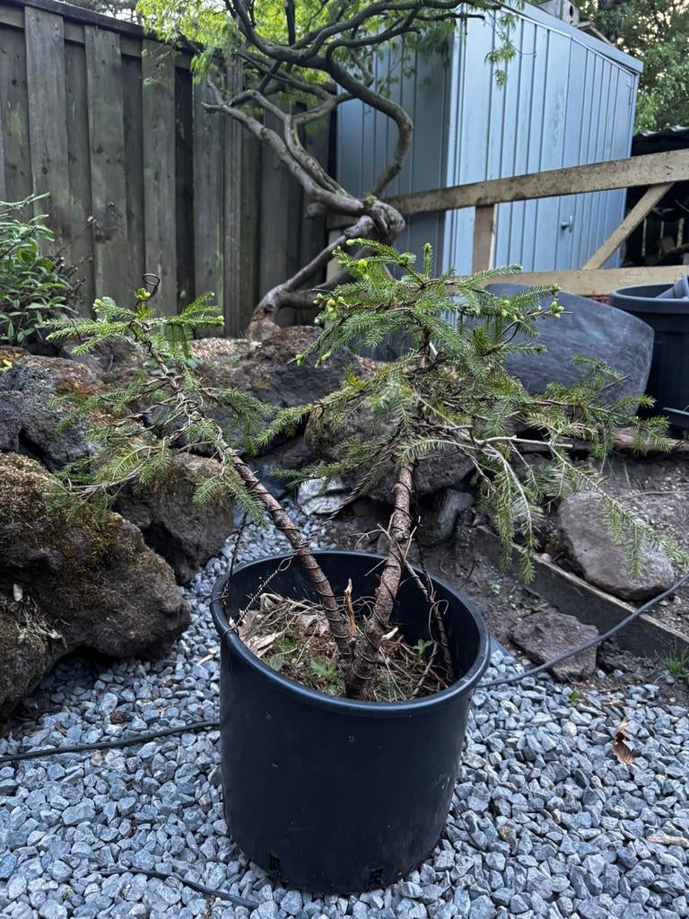 Bonsai Picea, Tuin en Terras, Planten | Bomen, Ophalen, Bloeit niet, Halfschaduw, Overige soorten