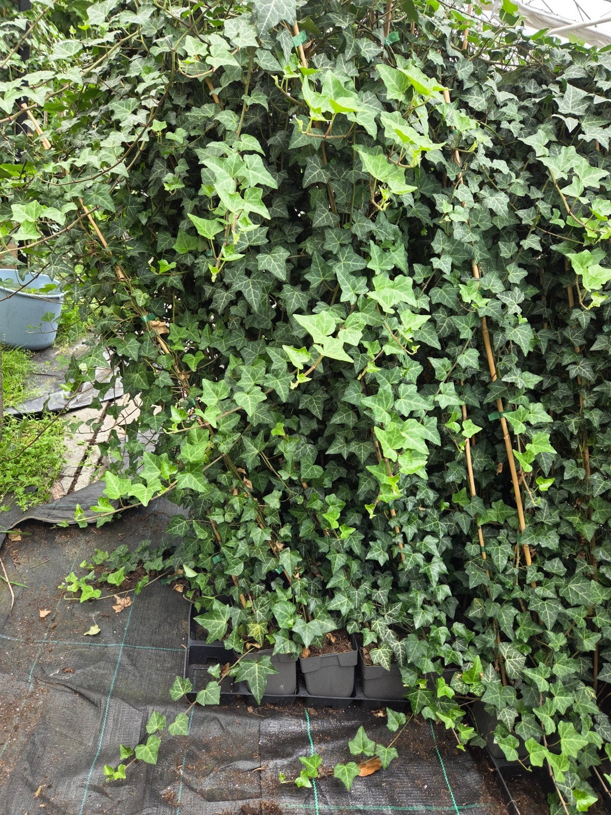 Hedera helix, Ophalen, Halfschaduw, Overige soorten, 100 tot 250 cm