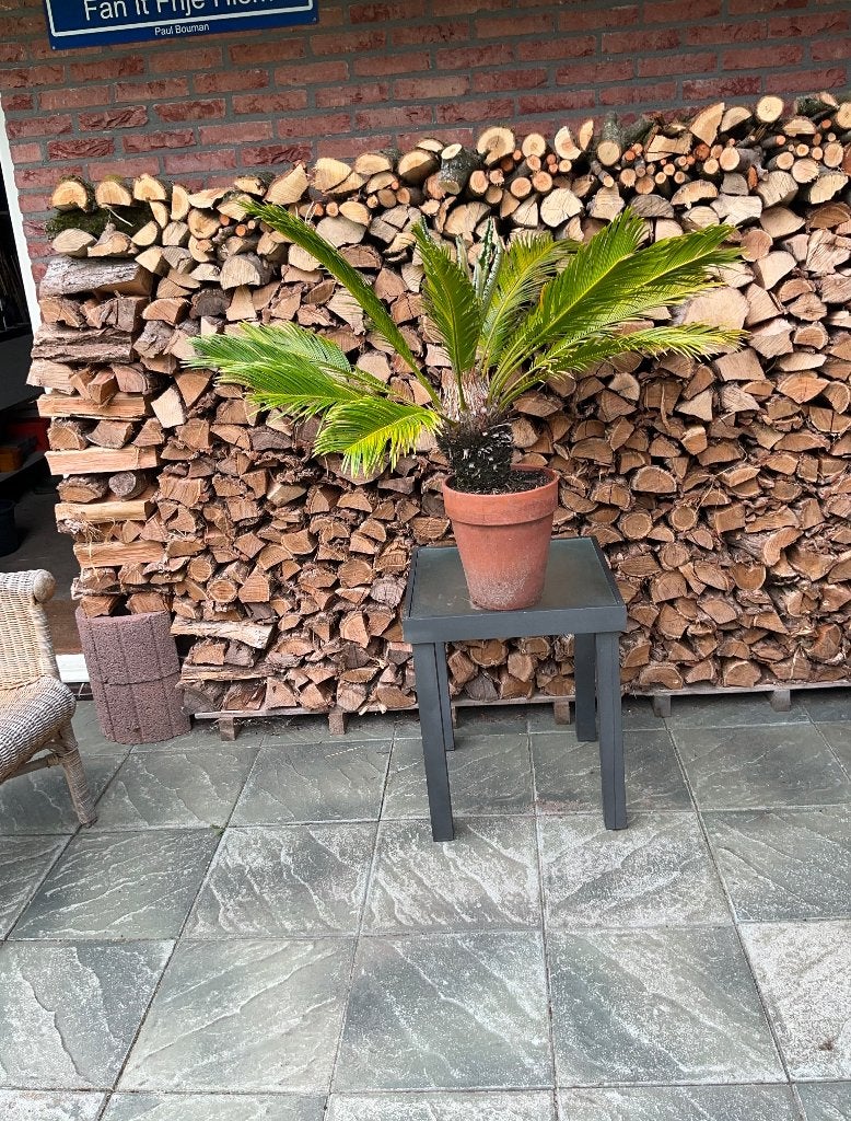 Cycas Revoluta Palm Paul ‘s Plantjes, Vaste plant, Bloeit niet, Halfschaduw, Ophalen