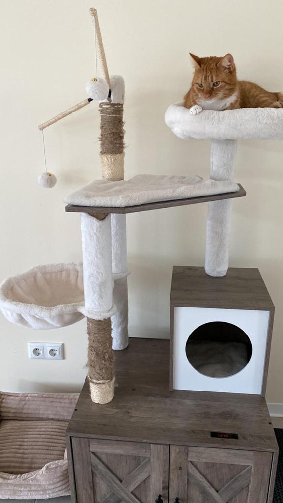 Katten kasteel, Dieren en Toebehoren, Kater
