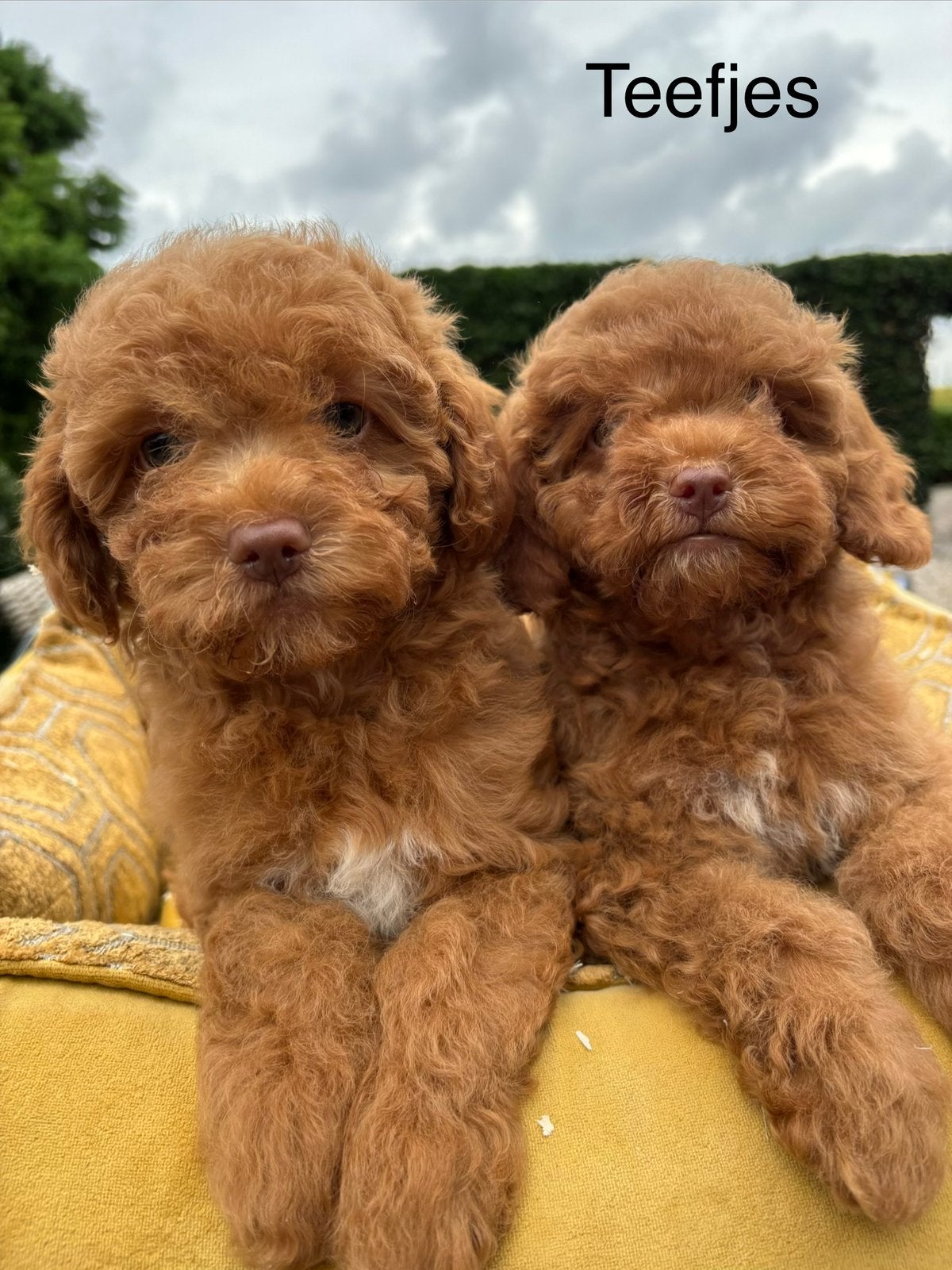 Maltipoo pups, Dieren en Toebehoren, Nederland, Overige rassen, 8 tot 15 weken, Meerdere