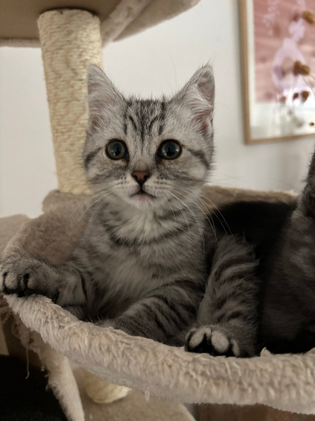 Schattige kittens, Dieren en Toebehoren, Meerdere dieren, Kortharig, 0 tot 2 jaar