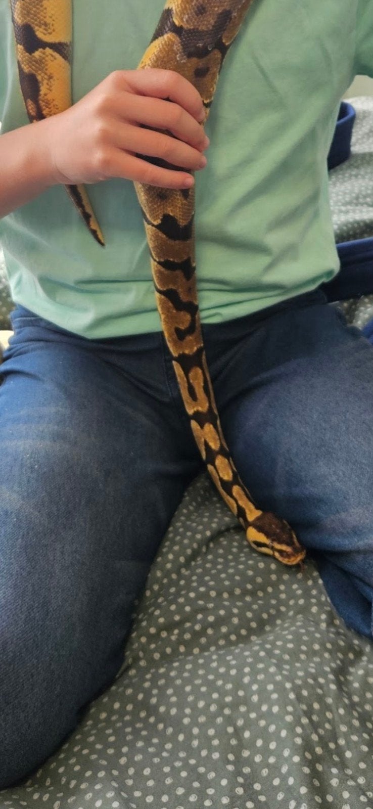 Konings Python incl. therarium en meubel Ball Python photo 10