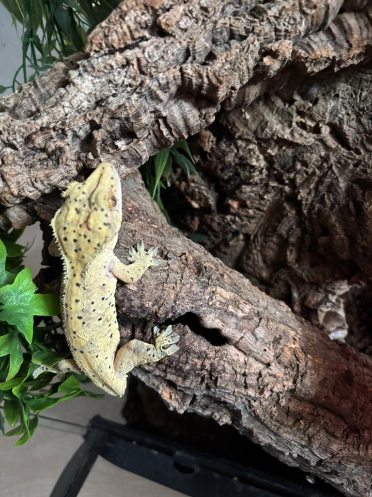 Wimpergekko dalmatier, Dieren en Toebehoren, Reptielen en Amfibieën, Hagedis, 0 tot 2 jaar