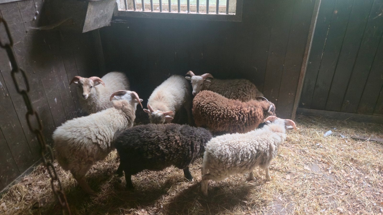 8 Ouessantschaap Rammen, Dieren en Toebehoren, Mannelijk, Schaap, 0 tot 2 jaar
