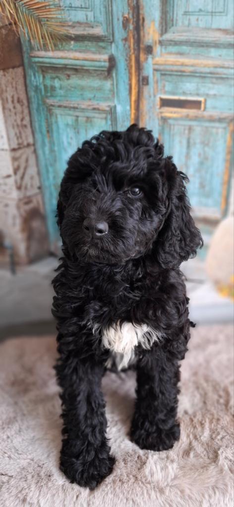Goed gezonde,    labradoodle pupjes. Super karakters, Parvo, Overige rassen, 8 tot 15 weken, Meerdere
