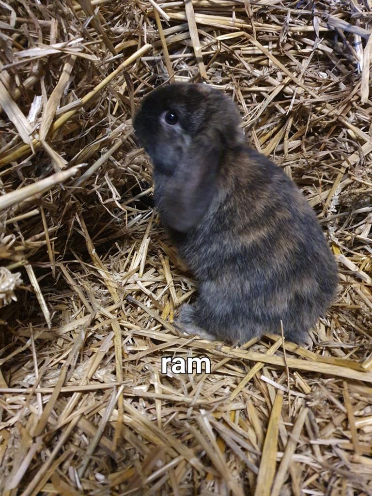 2 lieve hangoor konijntjes, Dieren en Toebehoren, Mannelijk, Dwerg, Hangoor, 0 tot 2 jaar