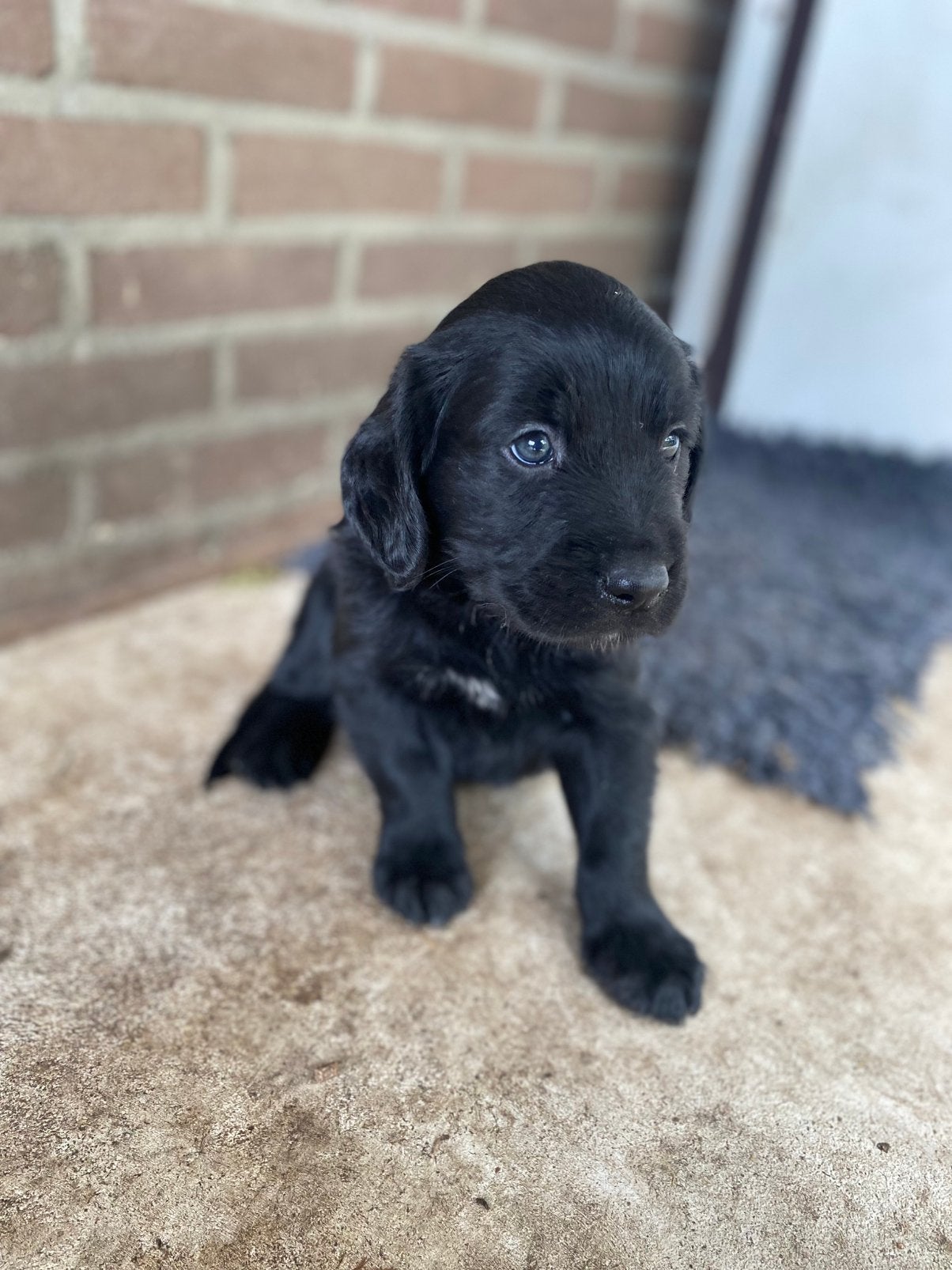 Knappe kruising pup reutje, Golden retriever, Reu, 8 tot 15 weken, Eén hond
