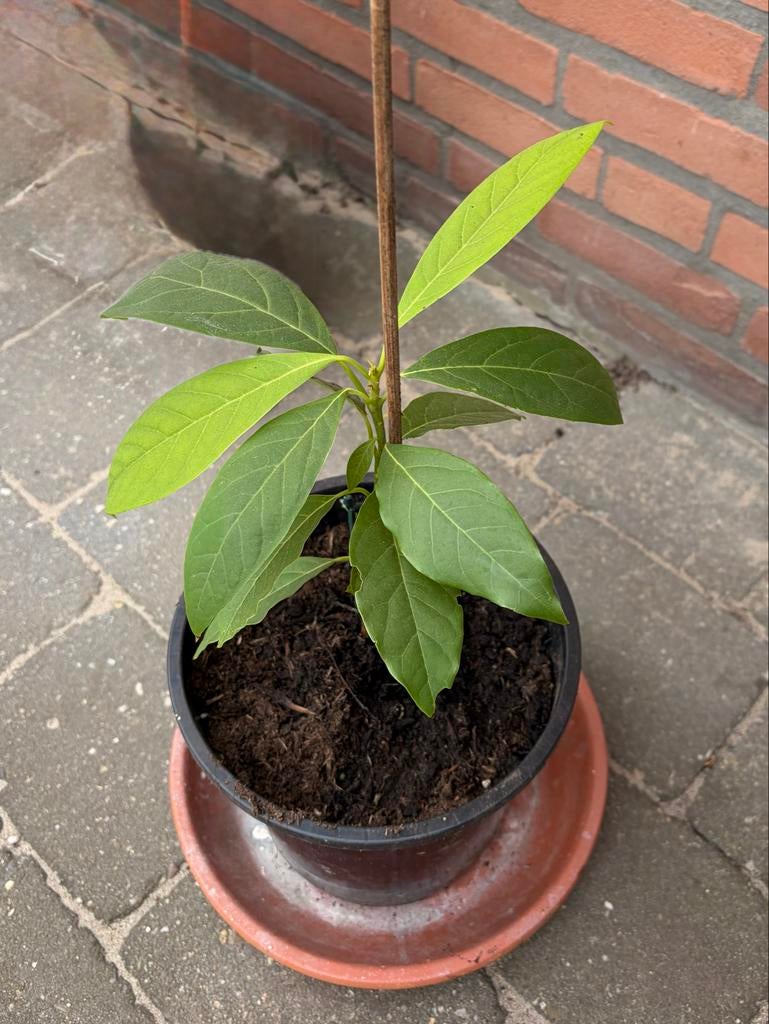 Jonge Avocadoplant - Haal de tropen in huis!, Ophalen, Vaste plant, Bloeit niet, Halfschaduw