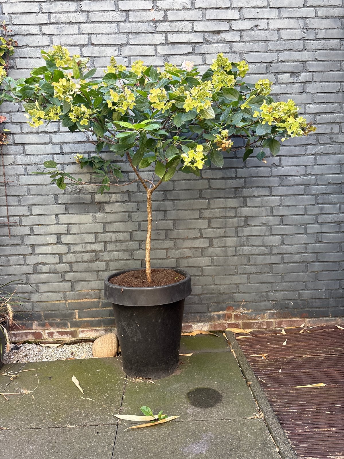 Boompje in pot - Hortensia op stam, Tuin en Terras, Planten | Bomen, Halfschaduw, Overige soorten, 100 tot 250 cm, Zomer