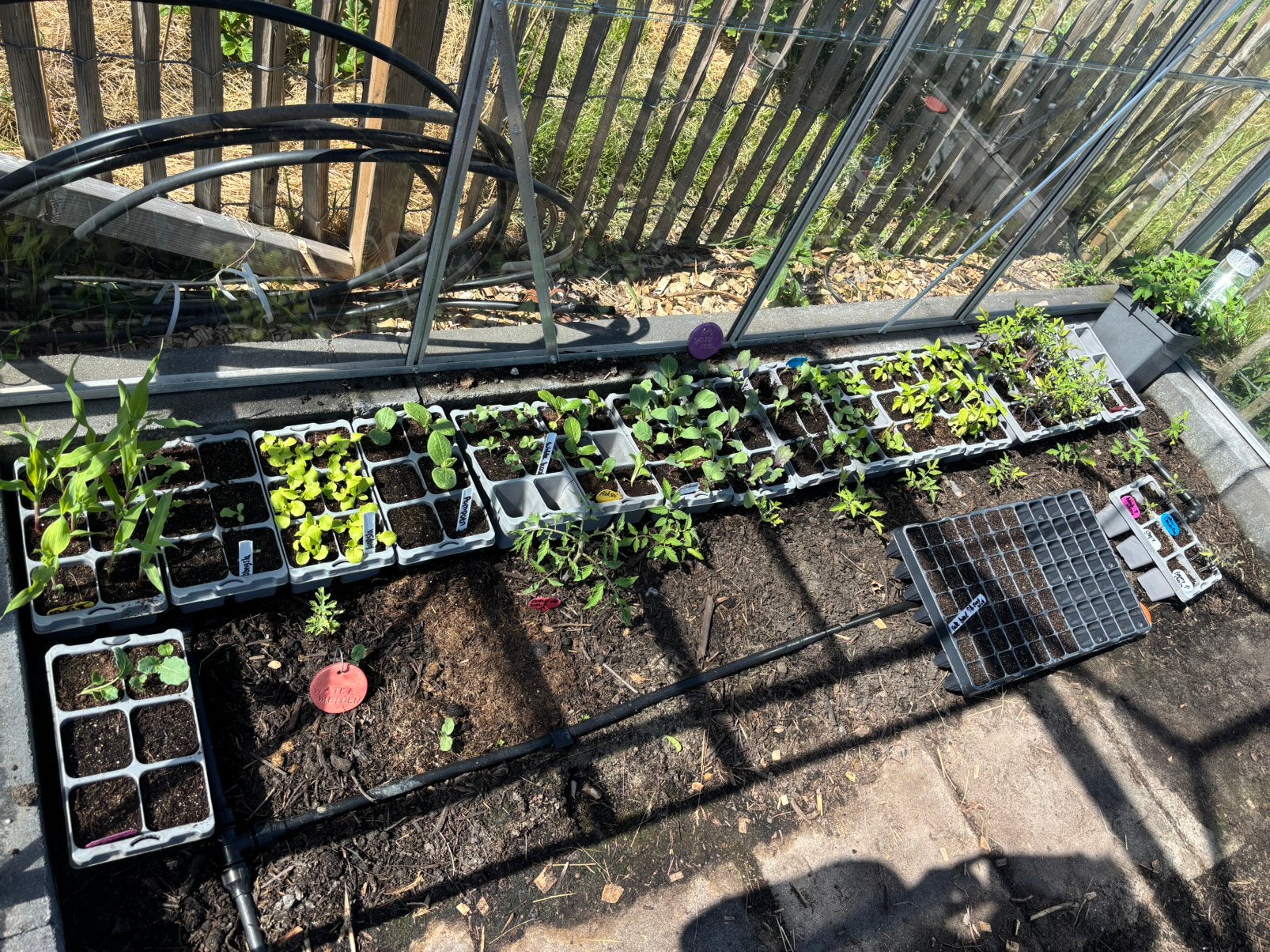 Groenteplantjes rode kool sla andijvie spruiten tomaat mais, Ophalen, Minder dan 100 cm, Overige soorten, Zomer
