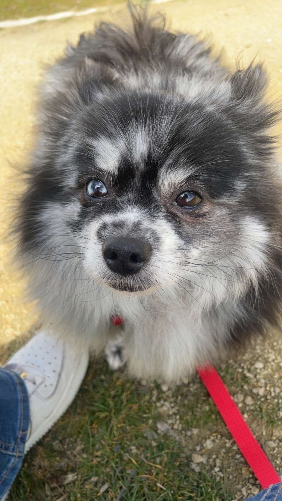 pomeriaan teef 8 jaar goed tehuis gezocht, Dieren en Toebehoren, 6 jaar of ouder, Teef, Eén hond, Nederland