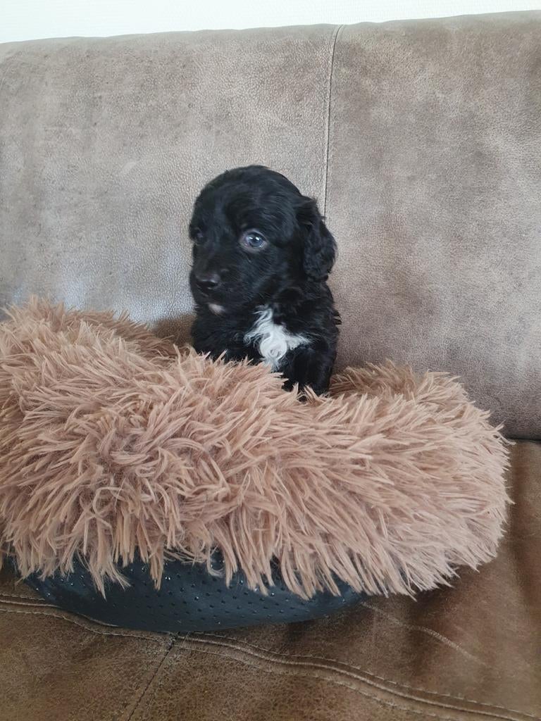 Dwerteckel pups, Dieren en Toebehoren, Honden | Teckels en Dashonden, 8 tot 15 weken, Dwerg, Meerdere, Meerdere dieren