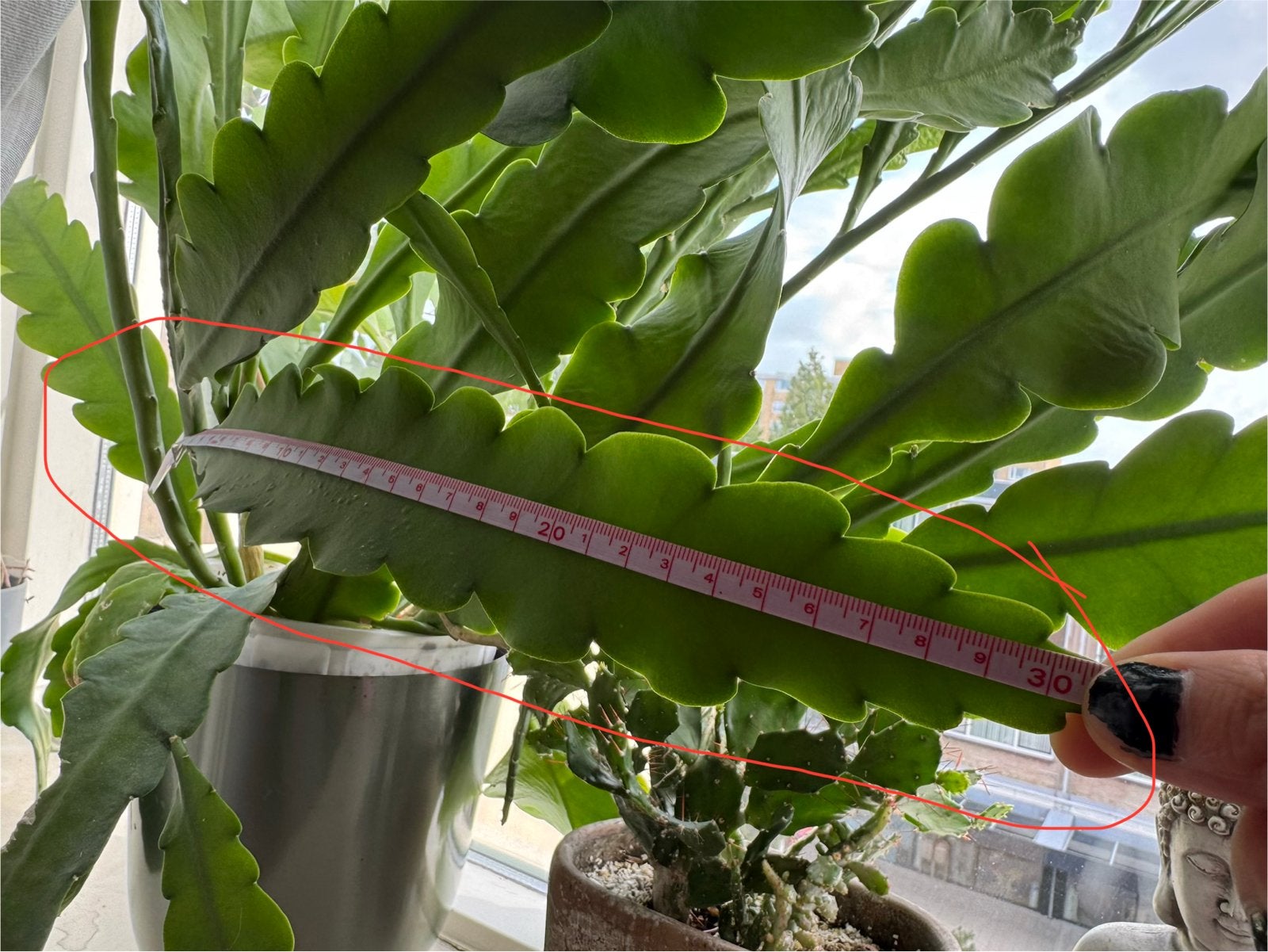 Epiphyllum Anguliger - Zaagcactus met roze bloemen, Overige soorten, Vaste plant, Ophalen of Verzenden, Halfschaduw