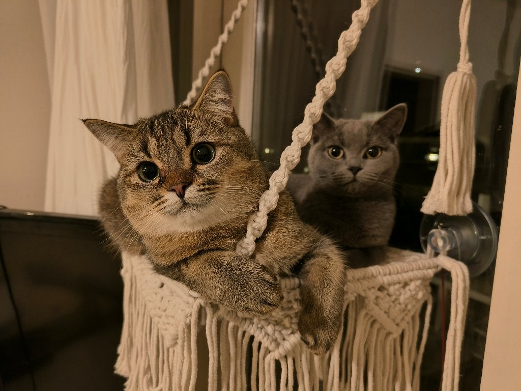 2 British shorthair katten, Meerdere dieren, Gechipt, 0 tot 2 jaar
