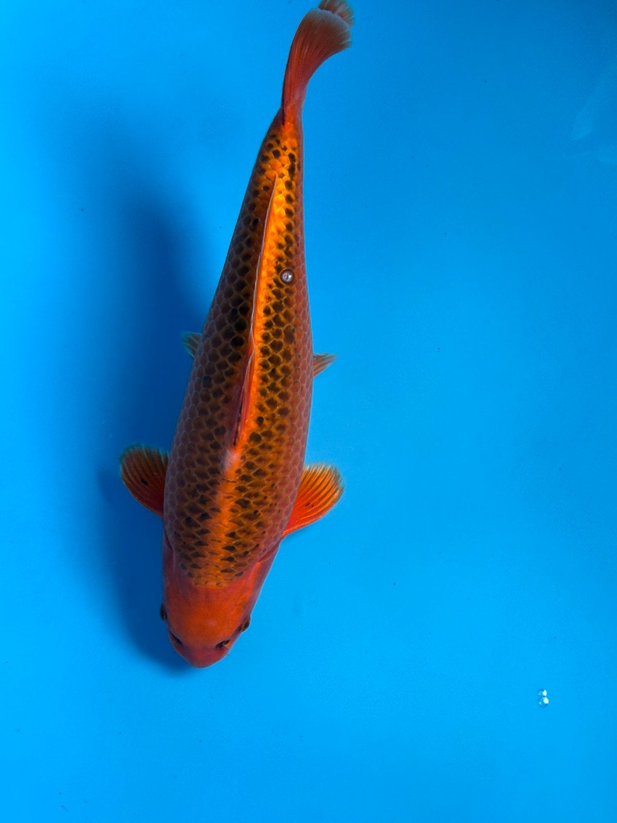 Koi kin matsuba, Karper of Koi