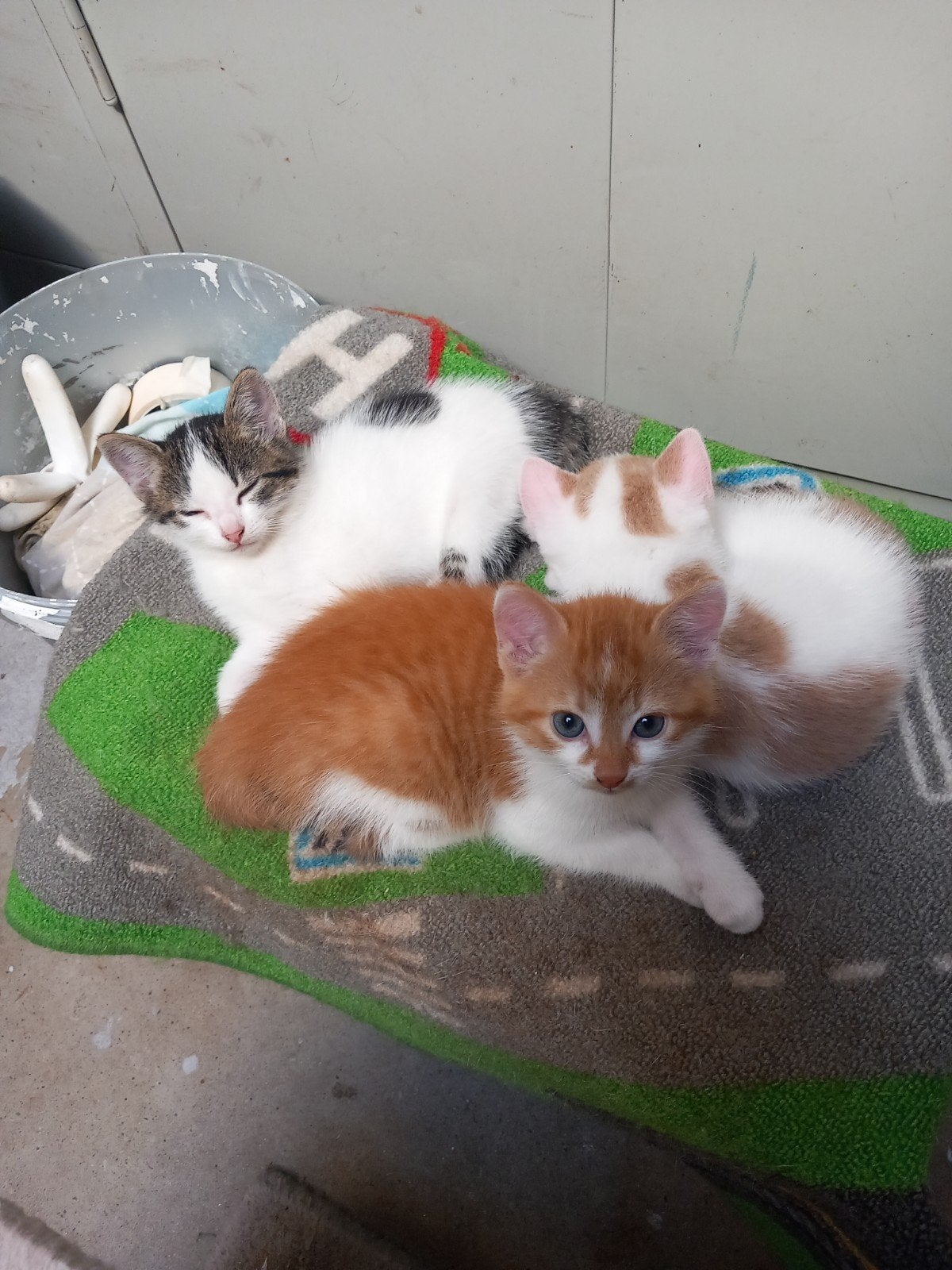 Kittens, Meerdere dieren, Kortharig, 0 tot 2 jaar