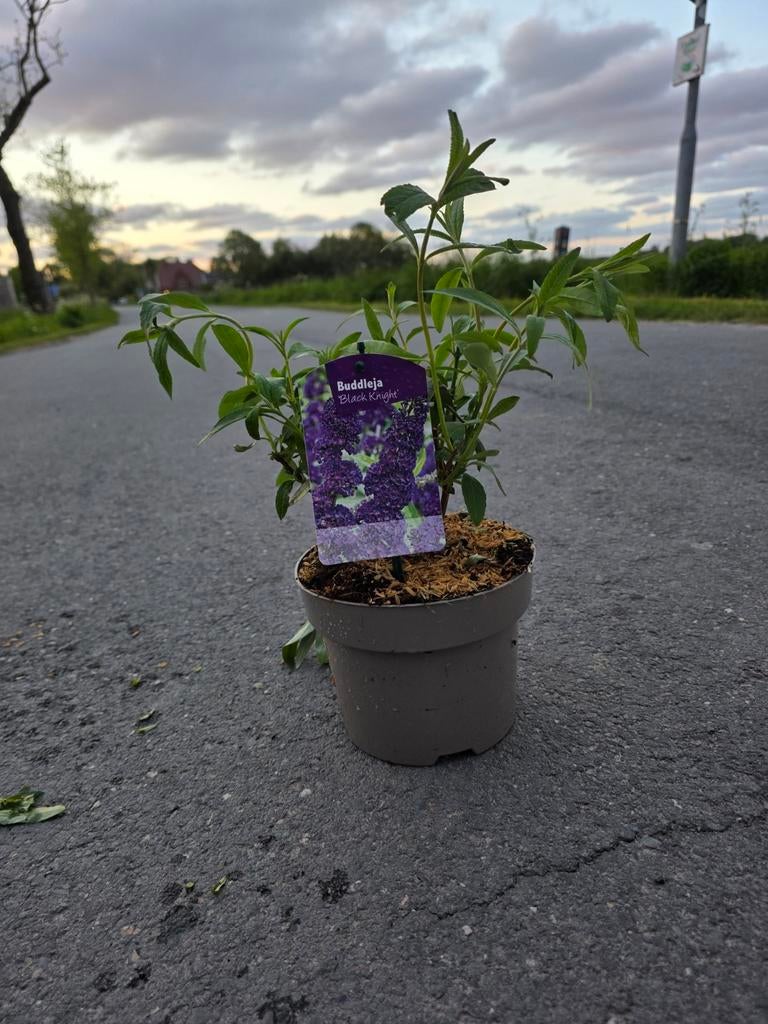 Buddleja / vlinderstruiken 2l pot lage prijzen, Volle zon, Vaste plant, Zomer, Ophalen