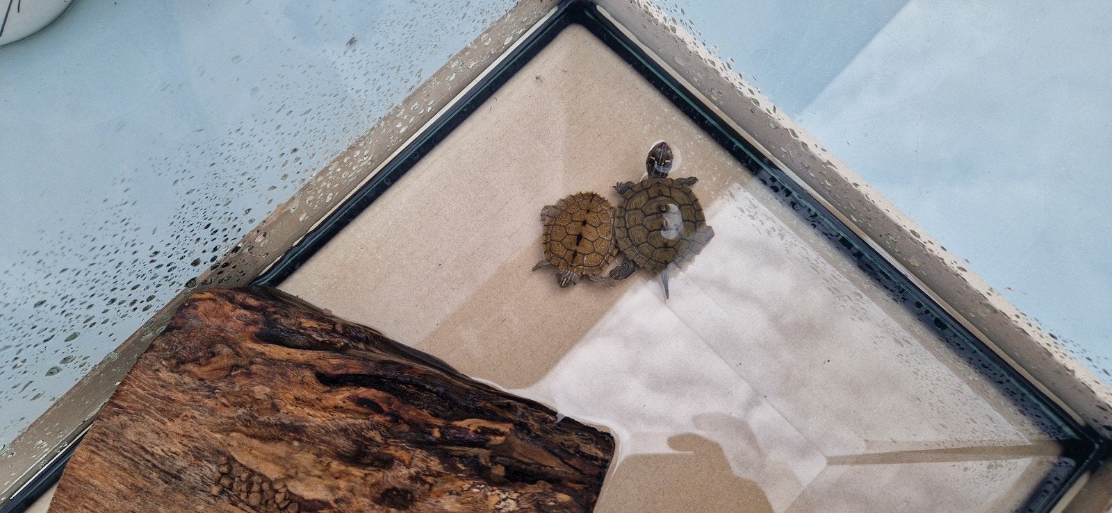 Twee jonge schildpadden Turtle - unknown for sale from Эль Мира