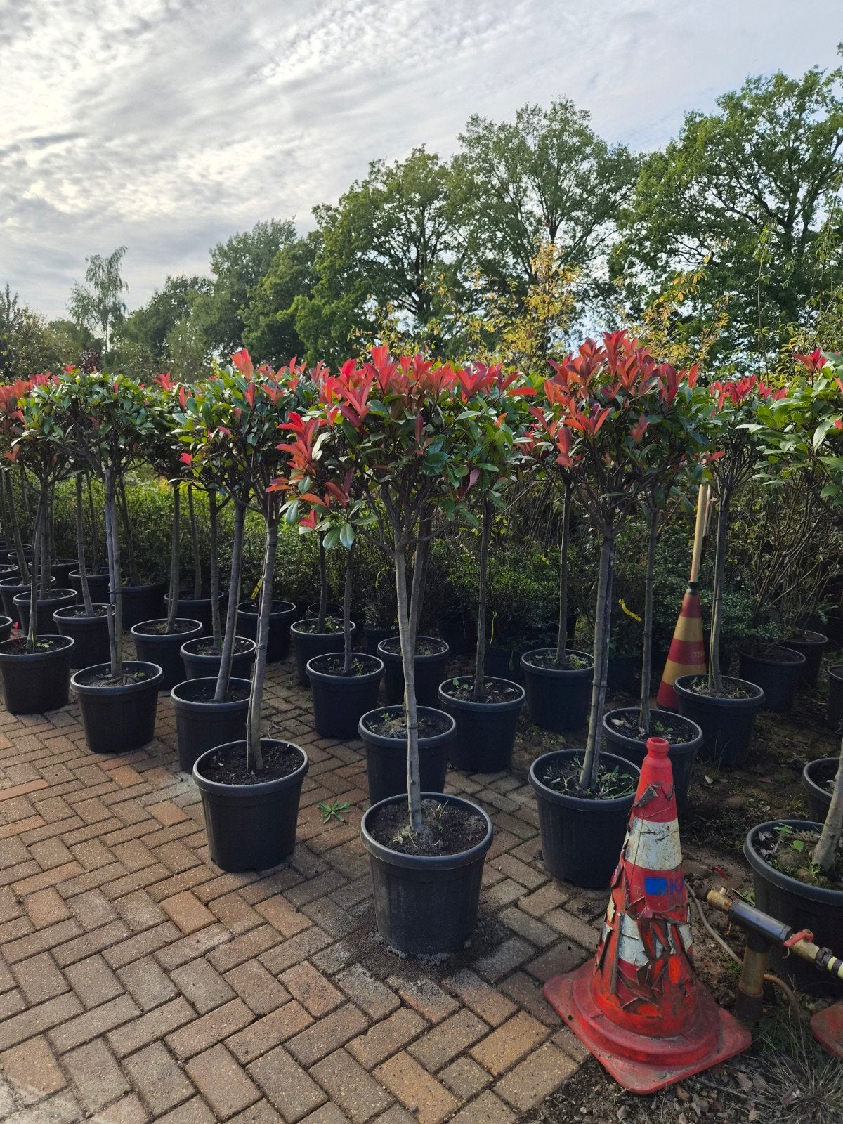 Photinia Red Robin Dikstammig - Glansmispel, Overige soorten, Lente, 100 tot 250 cm, Ophalen