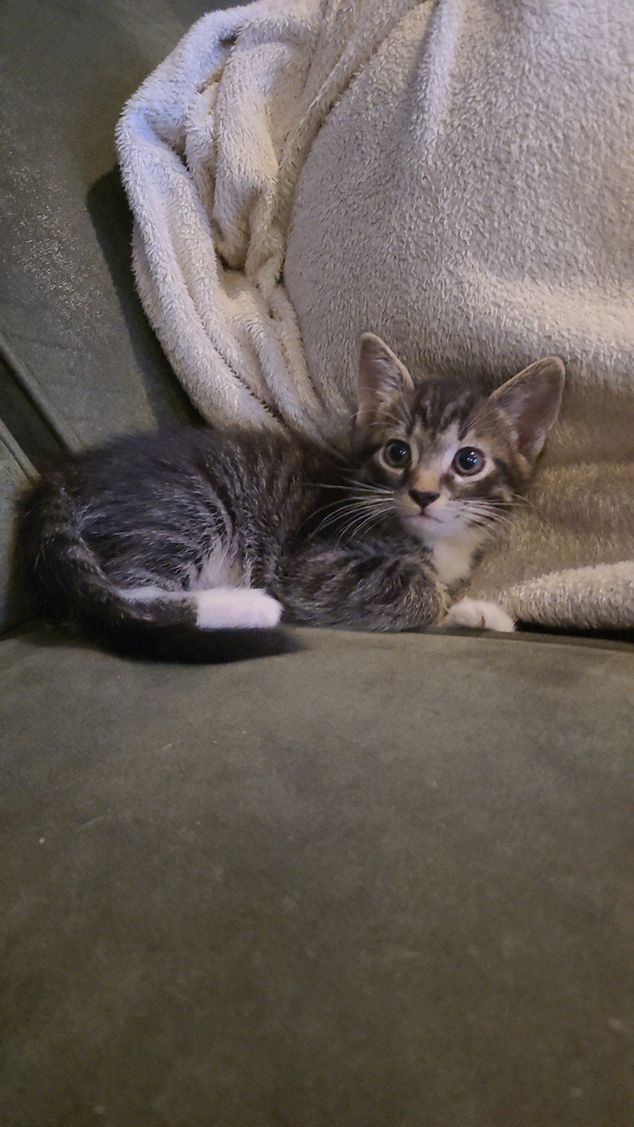 Nestje prachtige kittens, Meerdere dieren