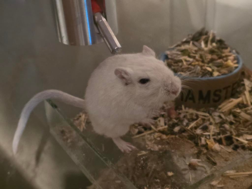 Gerbils, Mannelijk, Mei, Overige typen, Tam