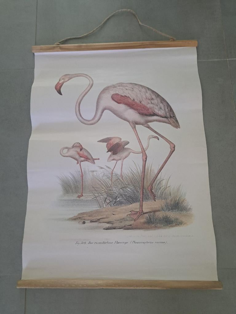 Wandplaat Flamingo 50x70cm - Botanische print, Meerkleurig, Textiel, Nieuw, Ophalen of Verzenden