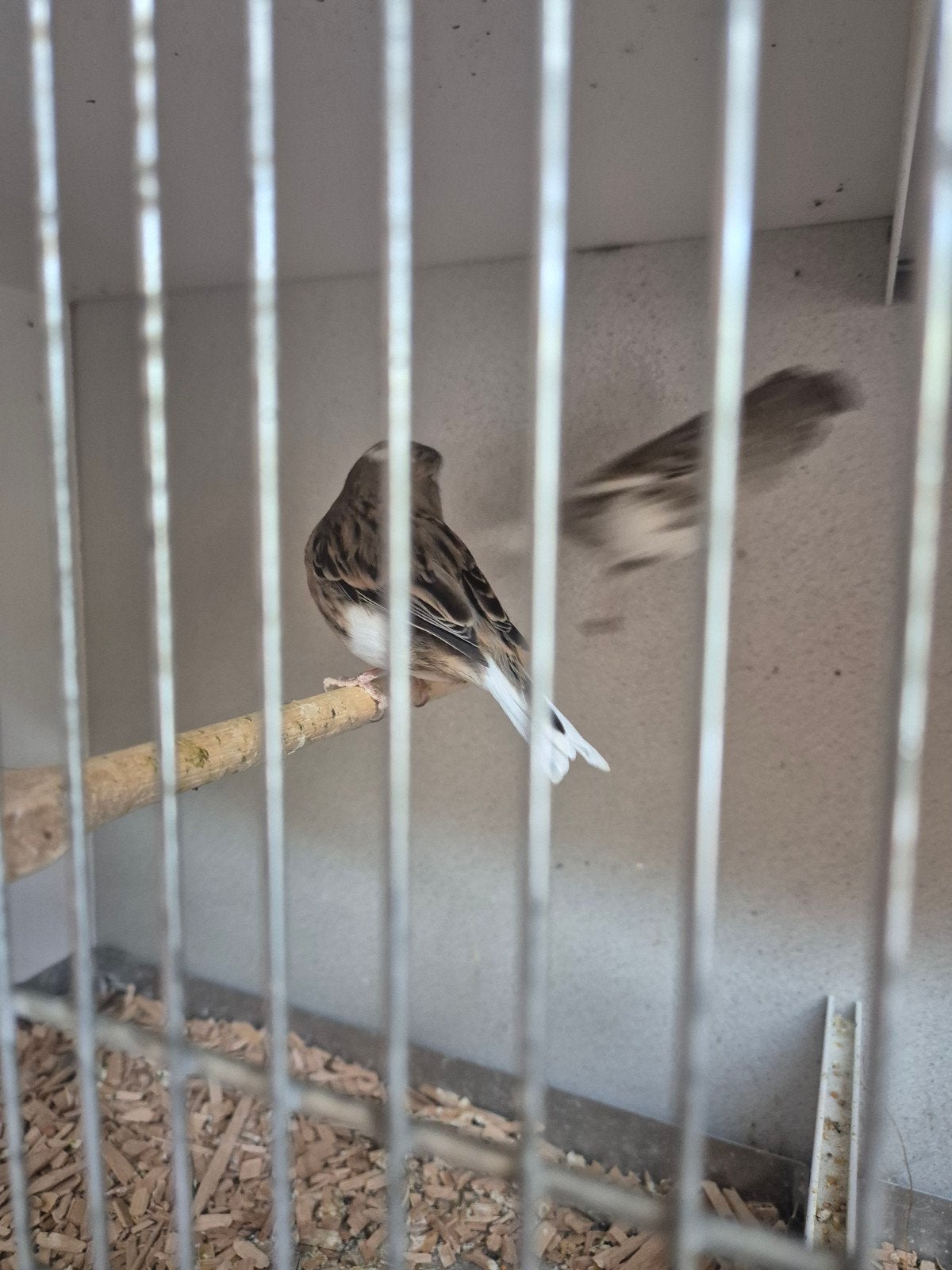 Koppel gloster kanaries, Dieren en Toebehoren, Meerdere dieren, Kleurkanarie
