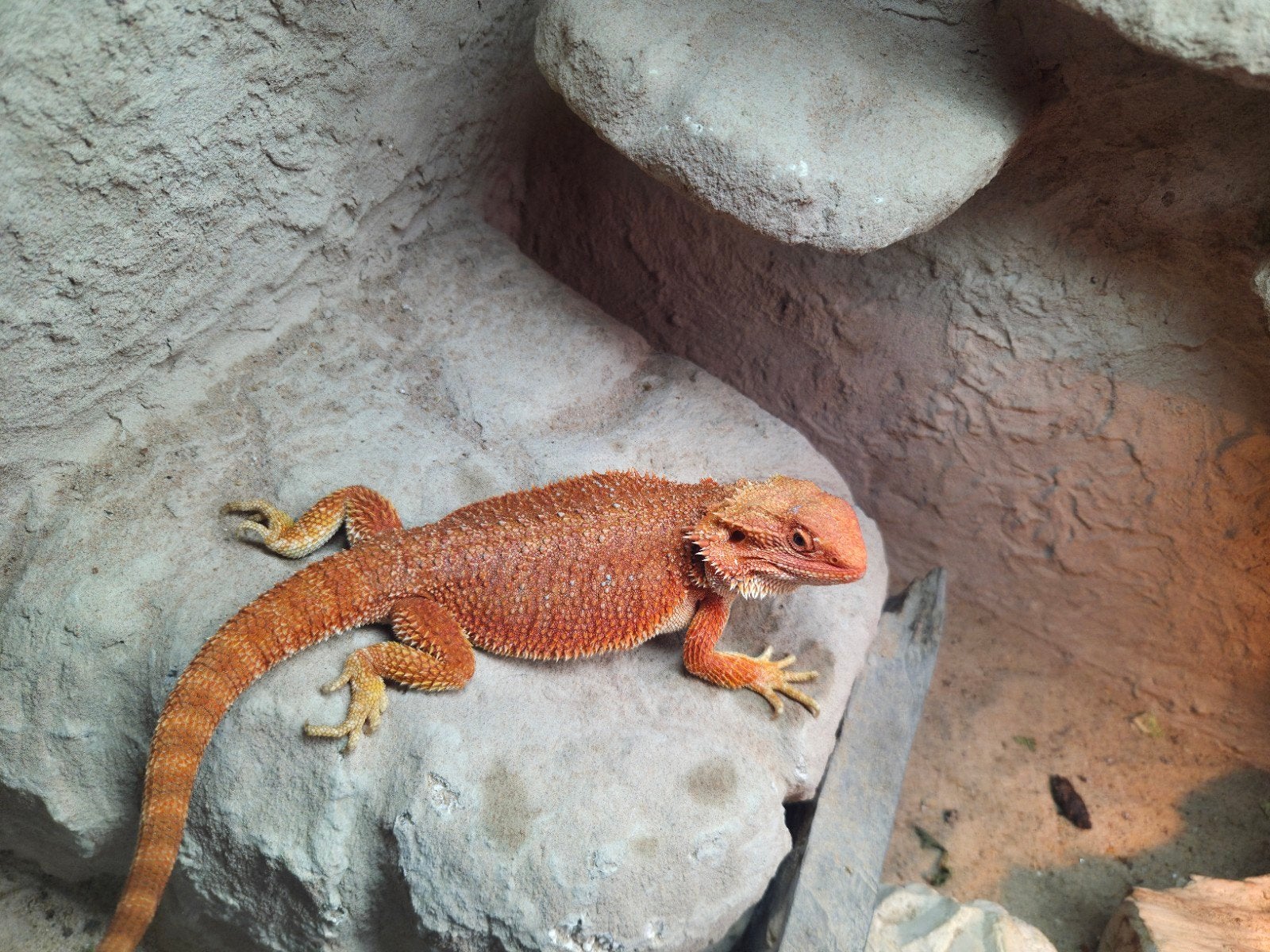 mooie fel oranje hypo  baardagaam vrouwtje aangeboden Bearded Dragon photo 5