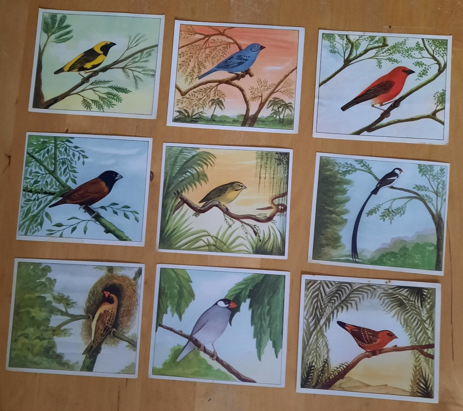 Tropische Zaadetende Vogels - P. Sluis - 9 plaatjes, Ophalen of Verzenden, Gebruikt, Overige typen