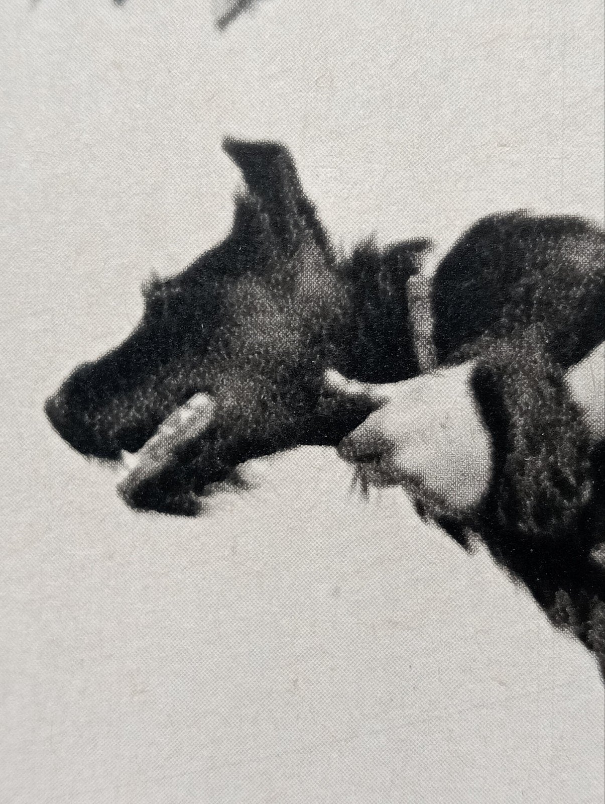 Jongen met hond diepdruk 1954 Duitsland, Verzenden, 1940 tot 1960, Tijdschrift