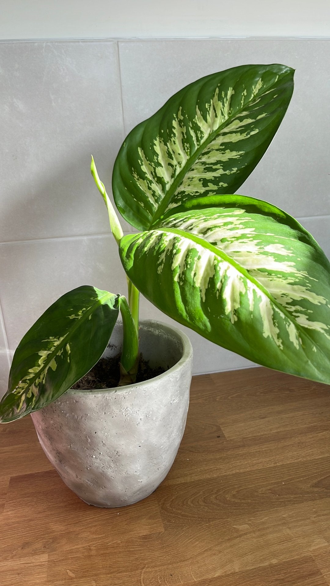 Dieffenbachia zonder pot, Ophalen, Halfschaduw, Minder dan 100 cm