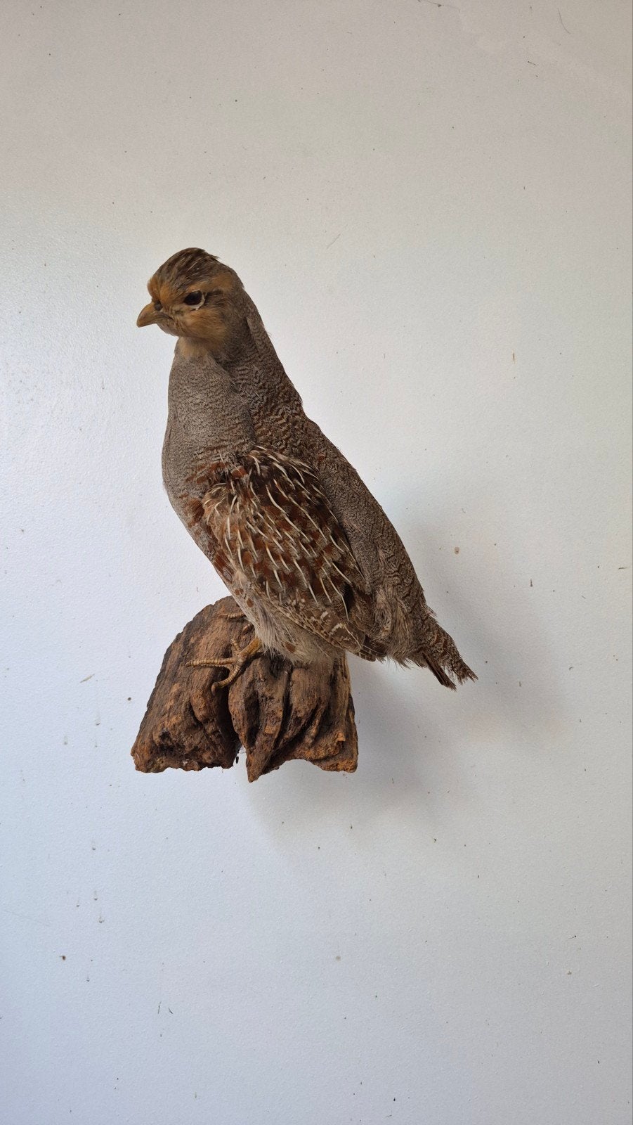 Prachtige Opgezette Patrijs Vogel., Ophalen of Verzenden, Zo goed als nieuw, Vogel, Opgezet dier