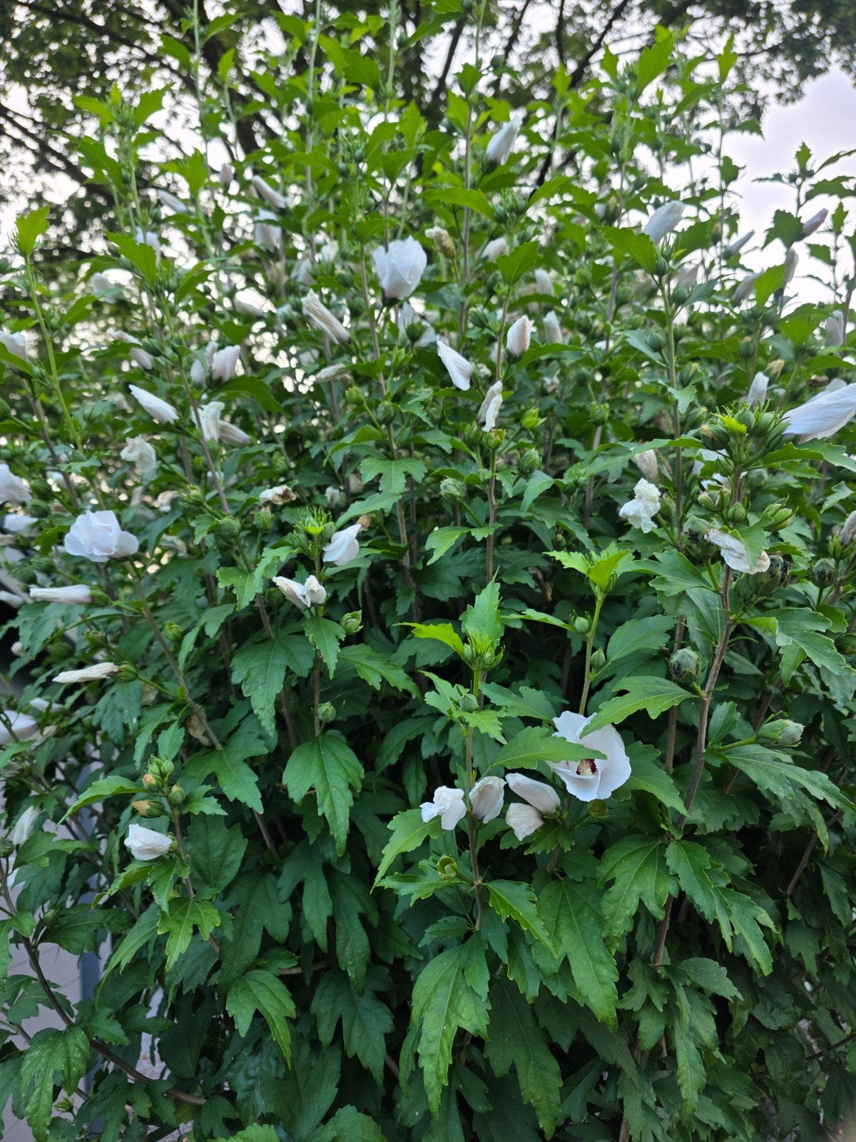 Hibiscus mooie stevige winterhard bijna gratis, Ophalen of Verzenden, Vaste plant, Overige soorten, Halfschaduw