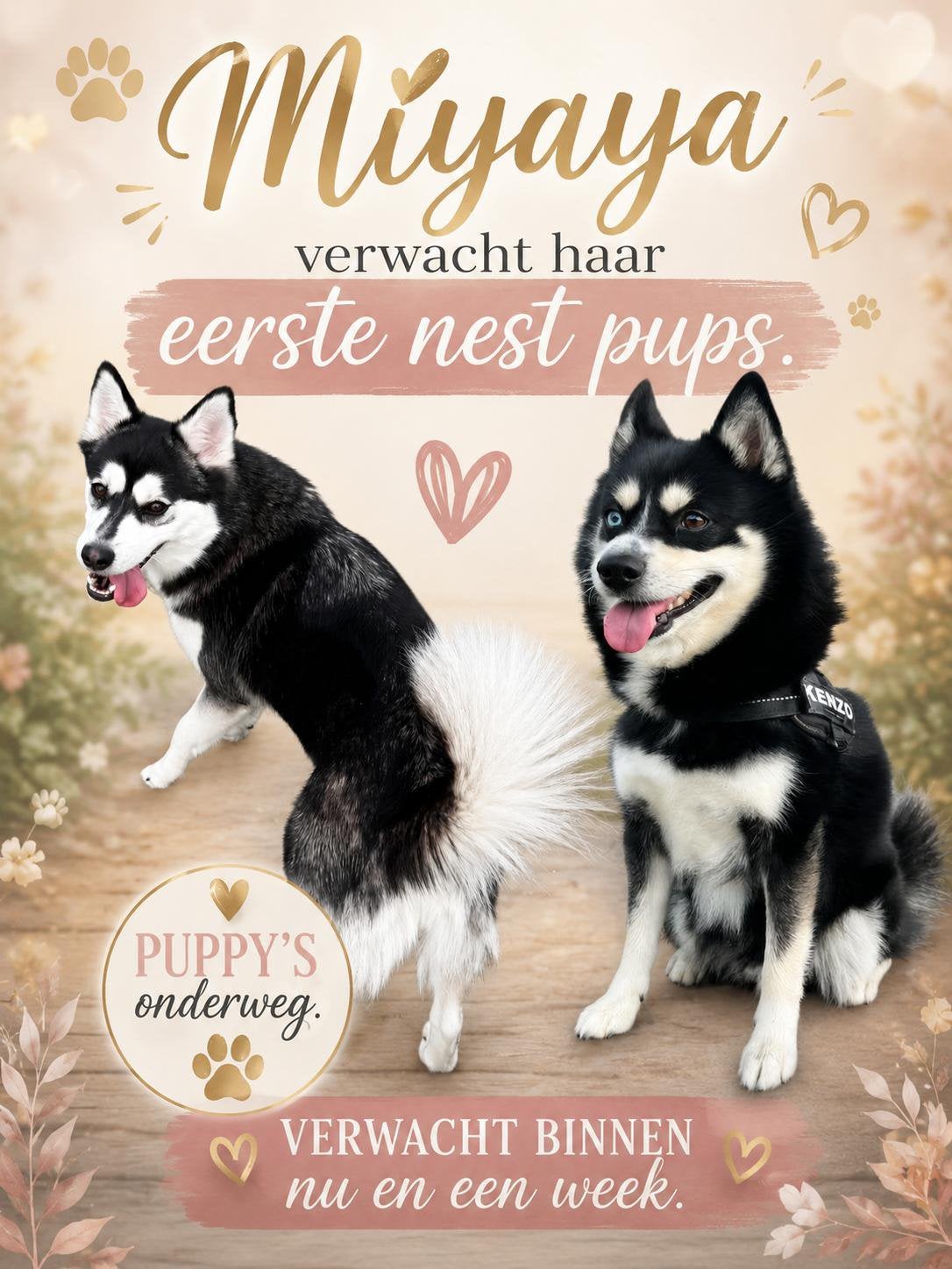 Pomsky pups, Poolhond, Meerdere, Meerdere dieren, Nederland